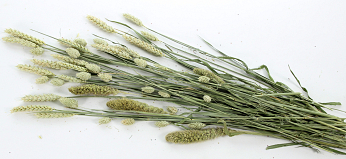 Pet bouquet knaagveld