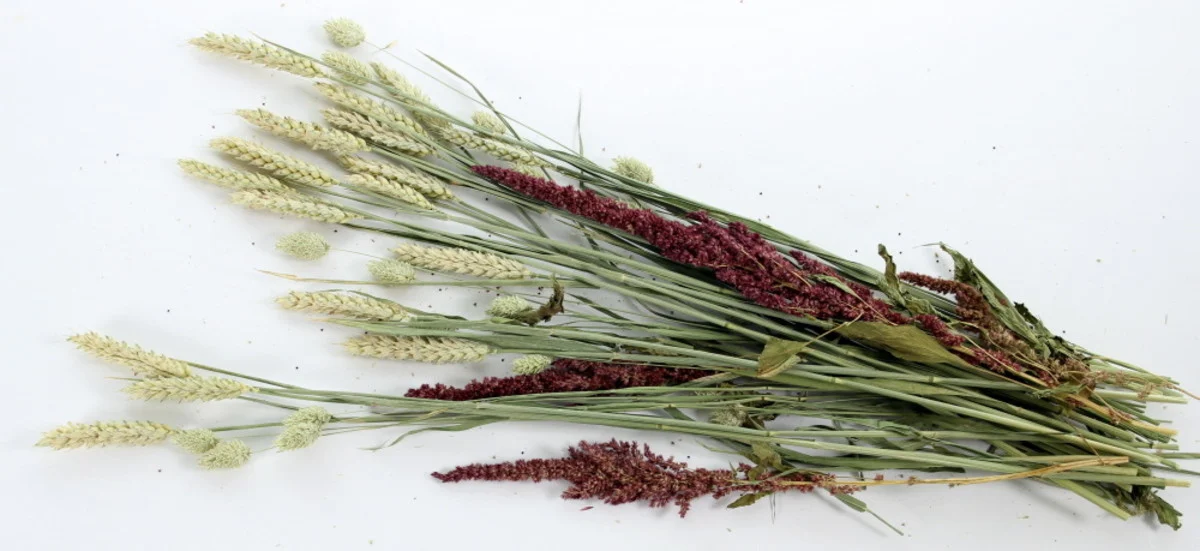 Pet Bouquet Knabbelstruik